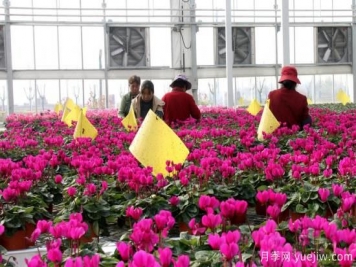 扬州高邮：每天发货30万株，花工厂绽放乡村振兴致富花