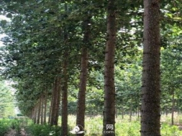 河南周口：培育出不飞絮的杨树新品种