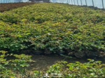 各类盆栽月季上市，南阳杯苗基地全国批发中