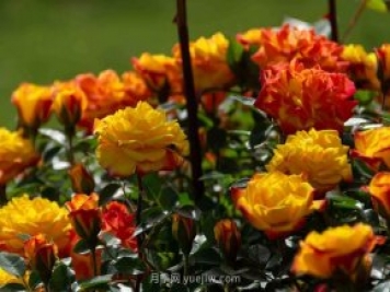 安阳市滑县森林公园月季花开放，赏花打卡正当时