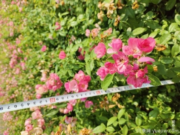安吉拉月季盆栽苗，60厘米高基地发货