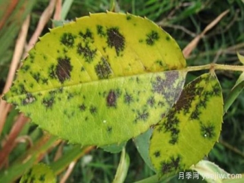 深秋天季节月季出现斑点的病害原因与防治
