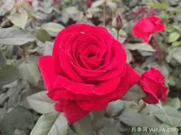 原产中国的玫瑰花(月季花)，是如何成为美国国花的？