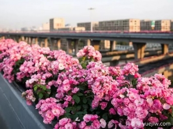 杭州高架月季实现定期开花，是如何进行花期调控的？
