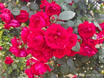 6款红色系的藤本月季品种，适合打造网红花墙