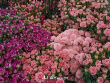 中国6大花市，全国花卉批发市场介绍