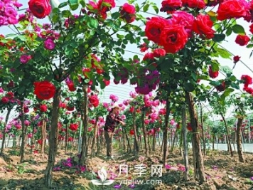 新品“月季树”为北京市花添色彩，居然引种自南阳内乡