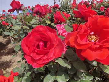 月季、玫瑰、蔷薇分别是什么？如何区别？