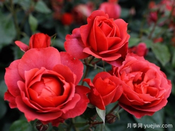 21朵玫瑰：不只是浪漫，还藏着这些深意