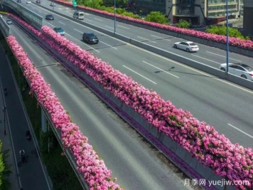 杭州高架月季初开，2024年又到走花路时间