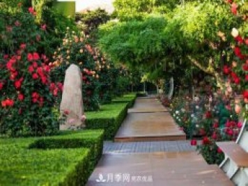 秦皇岛适合养月季花，市花和市树是什么